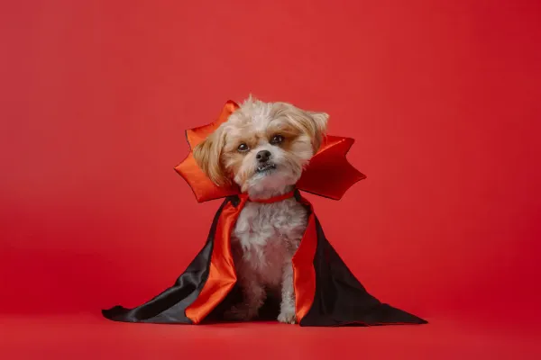 Halloween Pet Costumes UK: Top Picks for Spooky Season 2025