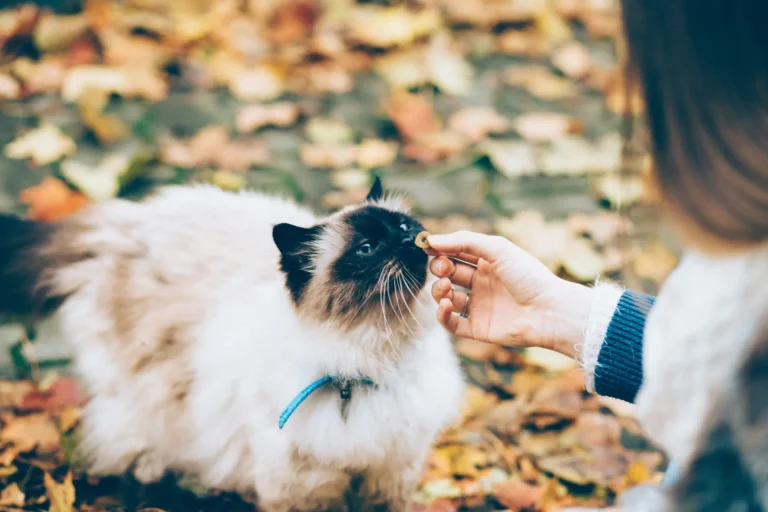 best cat food uk