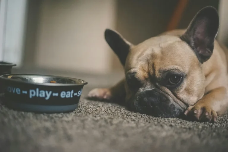 Best Dog Food UK 2025