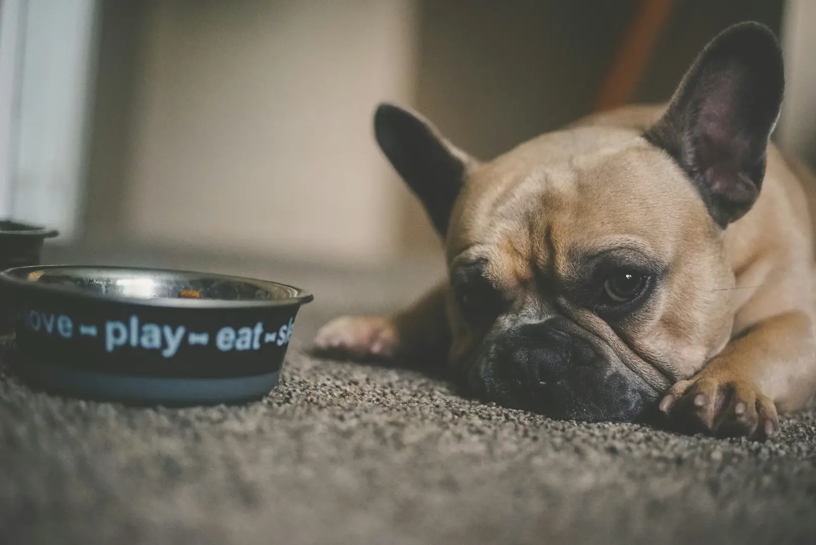 Best Dog Food UK 2025